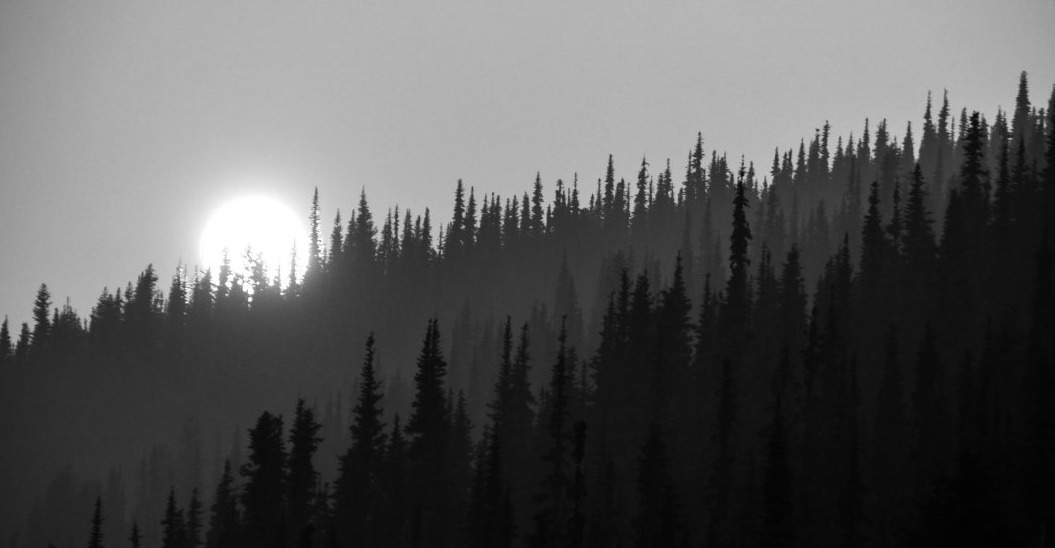 Black and White photo of the sun dropping behind trees in whistler. 